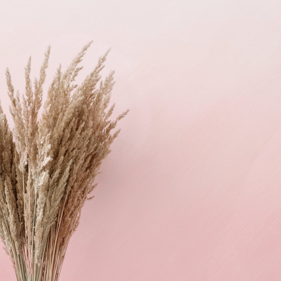 baby pink bohemian style removable wallpaper
