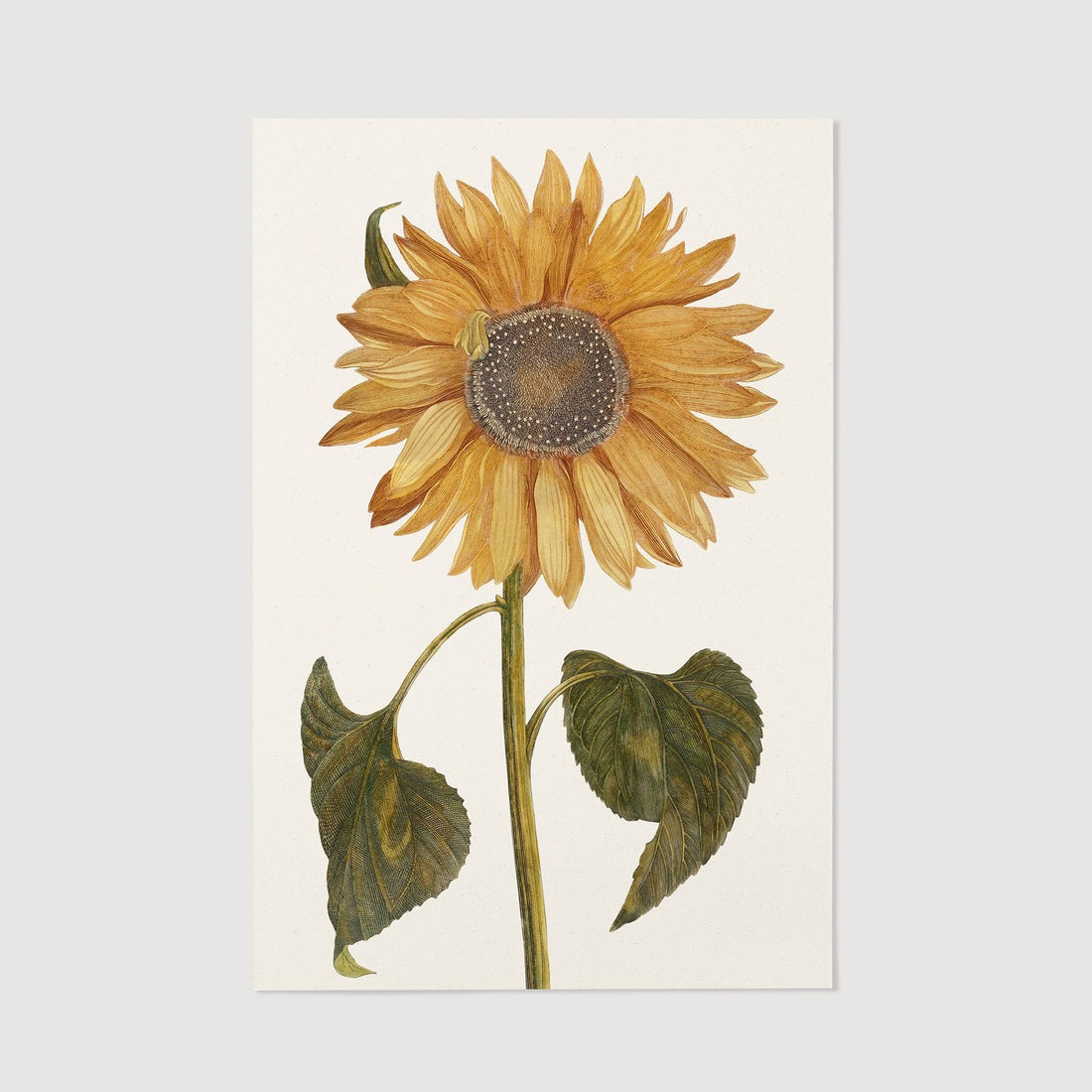 Flower poster