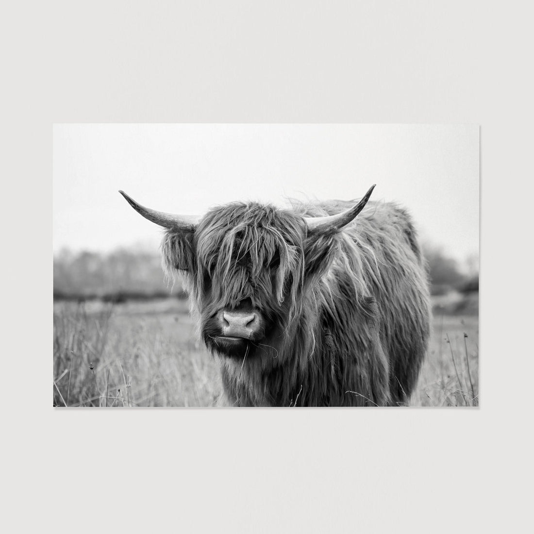 Wildlife animal photography large print