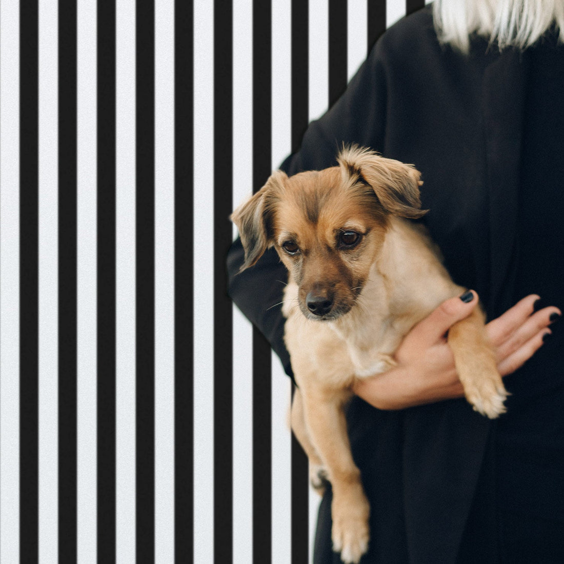 Classic black and white stripes removable wallpaper
